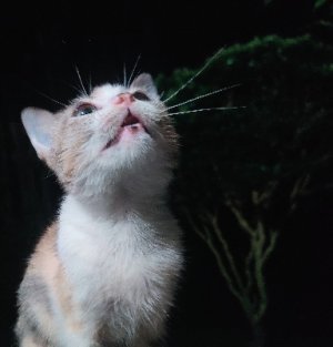 ilylilfirefly