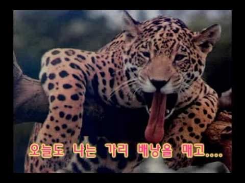 조용필 - 킬리만자로의 표범(Cho Young Pil - A leopard of Mt. Kilimanjaro)
