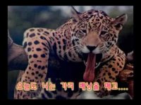 조용필 - 킬리만자로의 표범(Cho Young Pil - A leopard of Mt. Kilimanjaro)