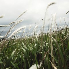 The Crossing Chinese Movie photo