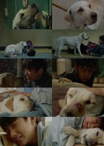 Hearty Paws 1 Korean Movie photo