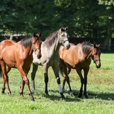 Passing the Reins (2025)