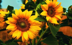 Sunflower