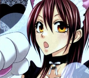luludapomerania