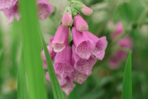 Foxglove