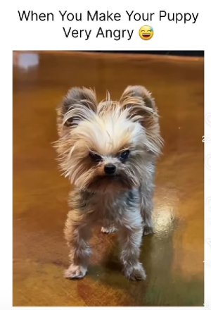 AigooMyLengthyParagraphs