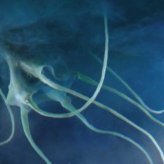 Dogora Japanese Movie photo