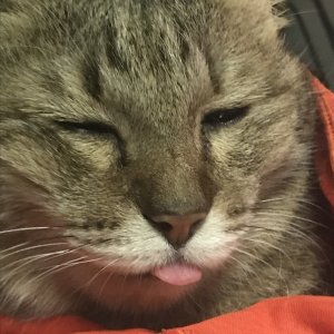 3catcat