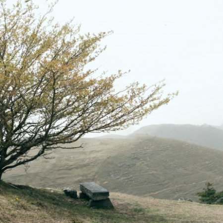 Under the Hawthorn Tree (2010)