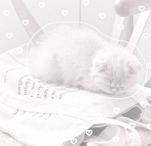 kimy