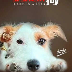 Dodo Is a Dog (2024)