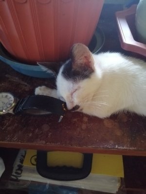 Akira Ichirou Michiko