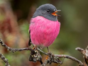 PinkBird
