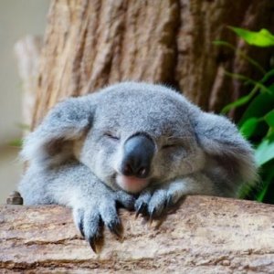 sleepykoala