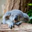 sleepykoala