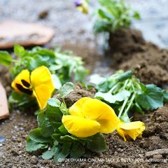 Somebody's Flowers Japanese Movie photo