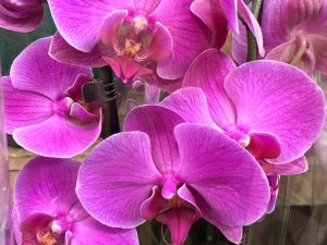 Orchidea