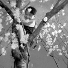 Love Letter Japanese Movie(1953) photo