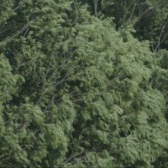 Chihayafuru Part 1 Japanese Movie photo