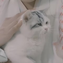 The Tale of the Cat Spirit Chinese Drama photo