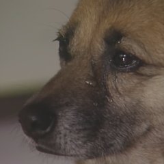 Ie Naki Ko Japanese Drama photo