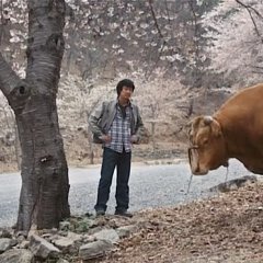 Rolling Home With A Bull Korean Movie photo