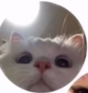 smouche