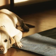 Blind Korean Movie photo