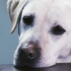 Blind Korean Movie photo