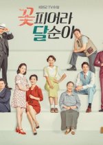 TV Novel: Dal Soon's Spring Korean Drama photo