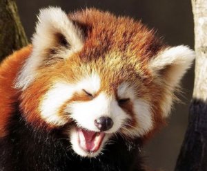 REDPANDAnonexistentRAGE