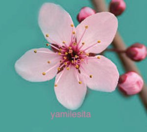 yamilesita