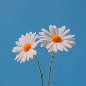 Daisy