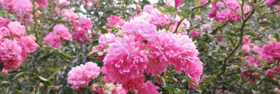 rose02.jpg