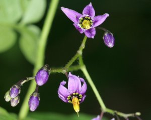 JuniViv