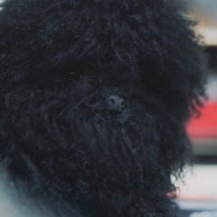 Ungbi and Non-human Friends Korean Movie photo