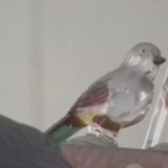 Collectors Korean Movie(2021) photo