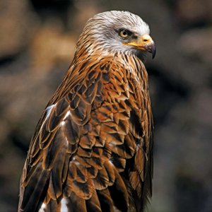 Hawk