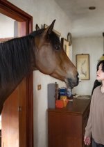 The Horse Taiwanese Movie photo