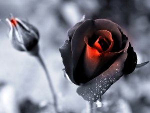 rayofhope