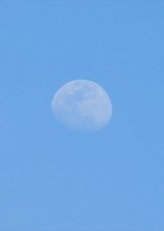 Whole Japanese Movie photo