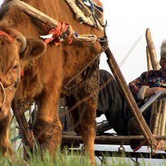 Old Partner Korean Movie photo