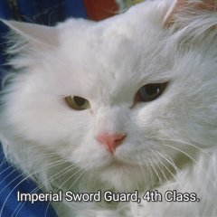 Cat and Mouse Hong Kong Movie photo