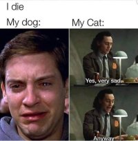 My cousin sent me this after I told him I wanna adopt a cat 🐈‍⬛