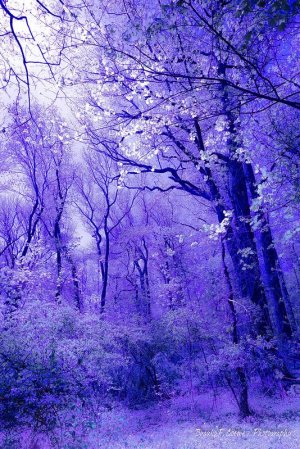Purple_Tree