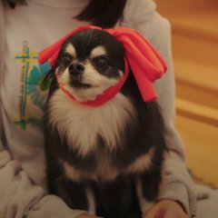 My Lawyer Is Not So Easy Japanese Drama photo