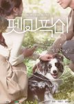 Pet Me Pick Me korean drama review