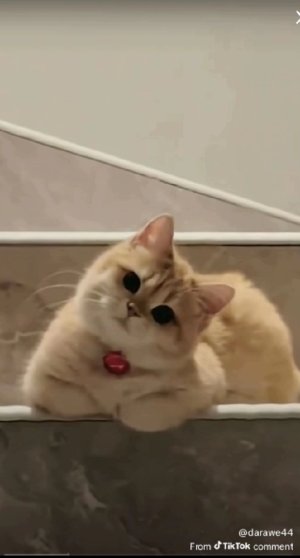 Mya
