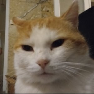 sarahpetitlerat