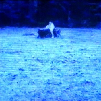 The Ring Virus (1999)